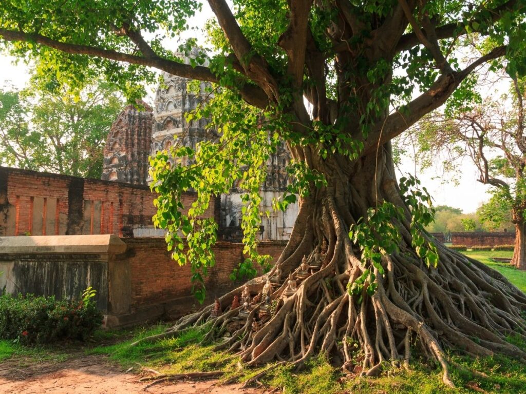 phetchabun-bodhi-tree 2