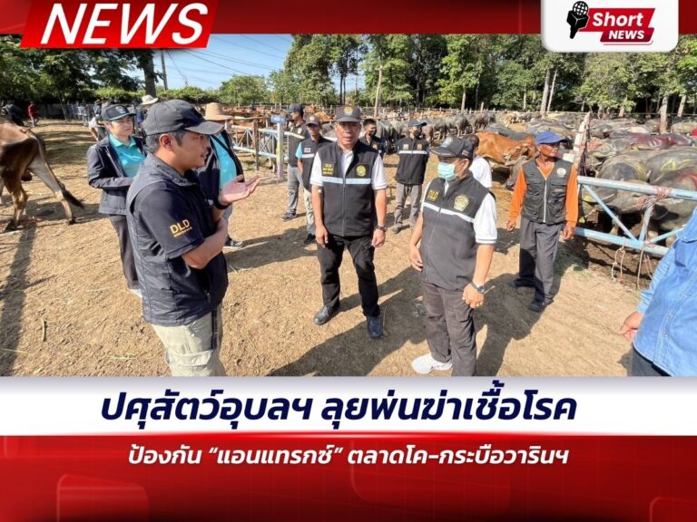 ข่าวอุบลราชธานี - ปศุสัตว์อุบล