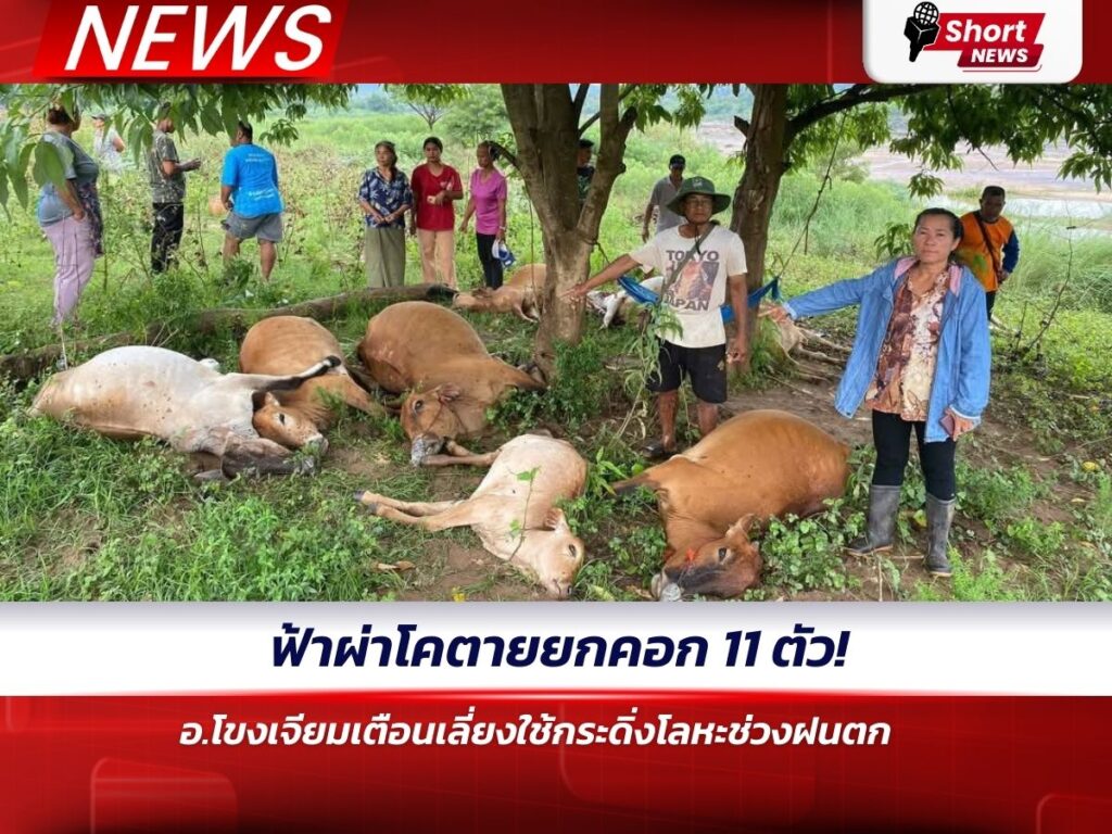 ฟ้าผ่าโคตายยกคอก 11 ตัวที่โขงเจียม