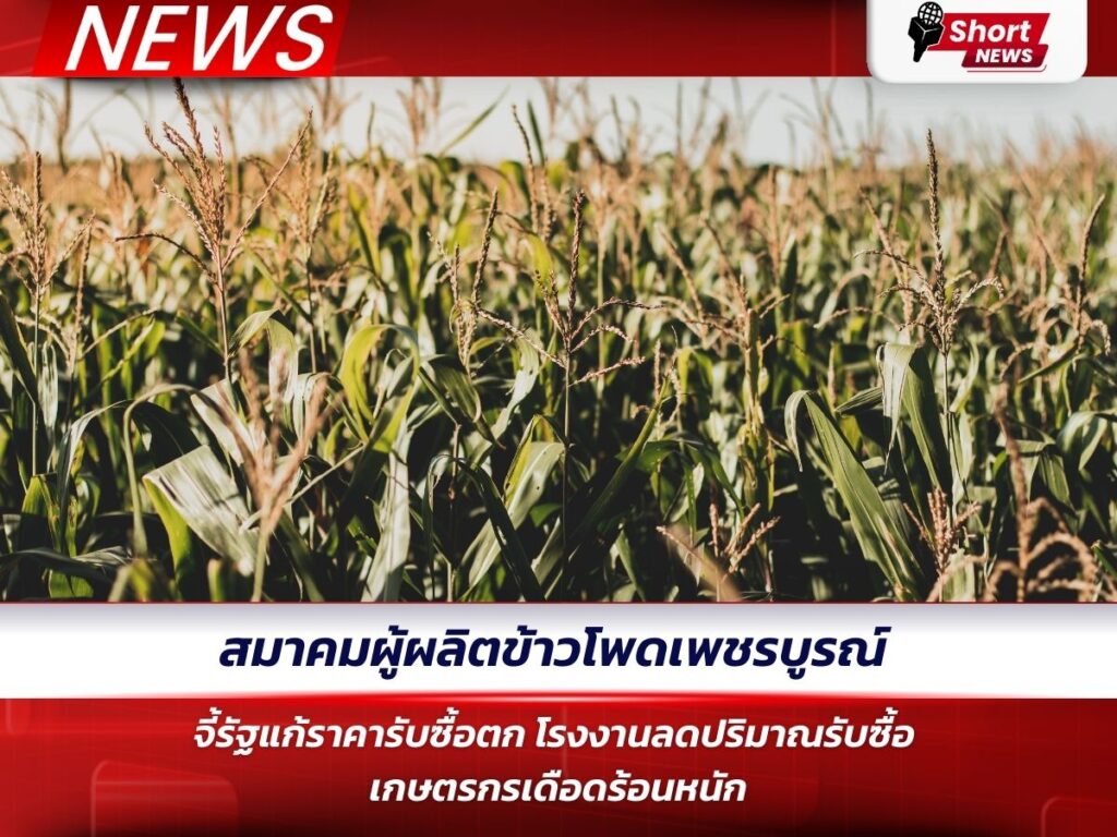 สมาคมผู้ผลิตข้าวโพดเพชรบูรณ์ จี้รัฐแก้ราคารับซื้อตก โรงงานลดปริมาณรับซื้อ